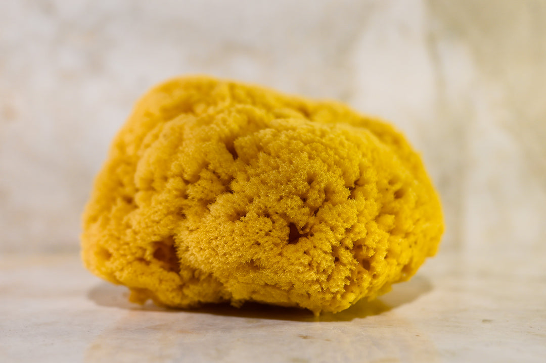Sea Sponge