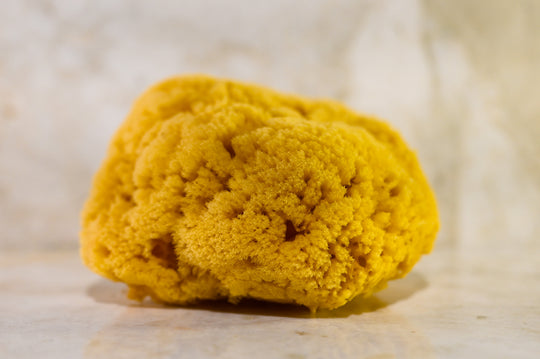 Sea Sponge