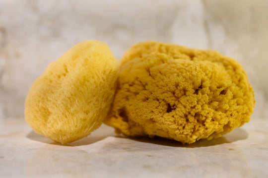 Sea Sponge