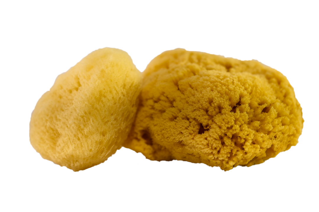 Sea Sponge