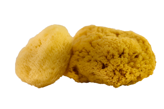 Sea Sponge