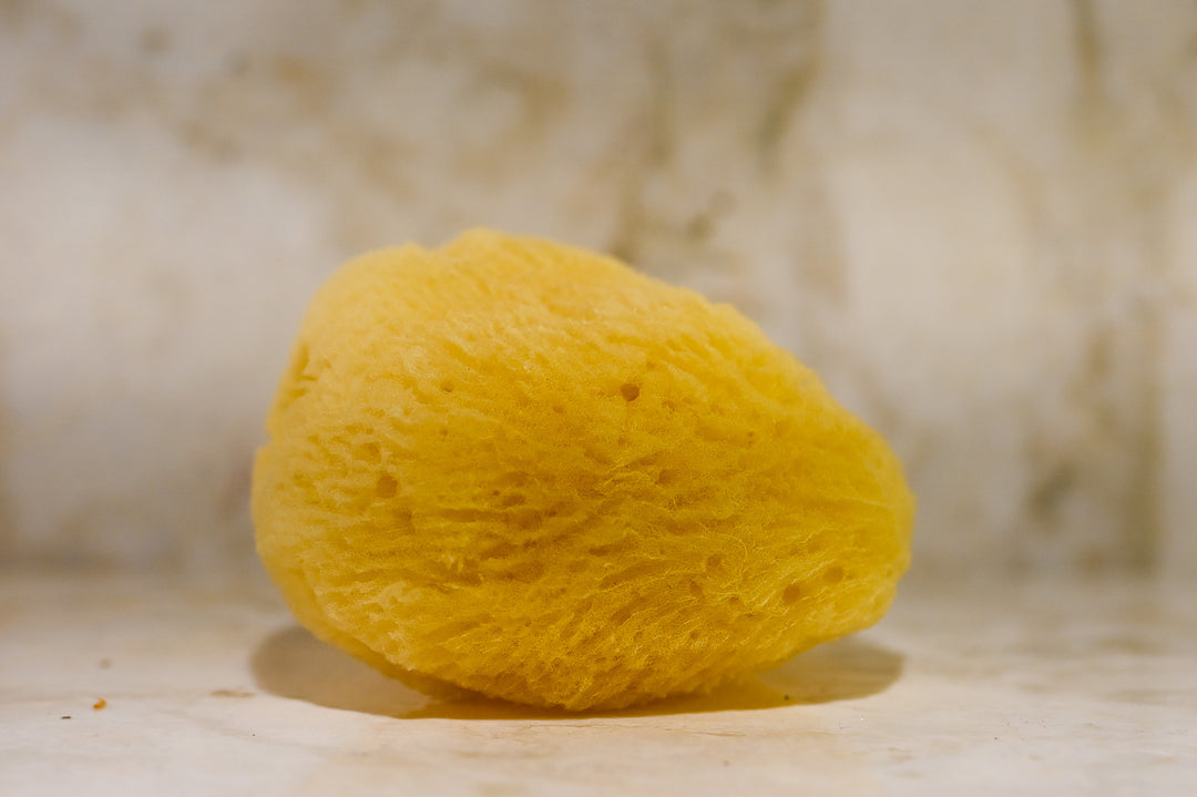 Sea Sponge